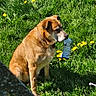 animal, brown_dog, canine, collar, daytime, dog, field, grass, greenery, leafy, mammal, nature, outdoor, peaceful, pet, sitting, snack_bag, summer, sunlight, yellow_flowers