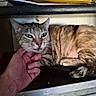 animal, cat, closeup, electronics, feline, fur, green_eyes, hand, human_hand, indoor, knob, papers, pet, relaxed, resting, shelf, stack, stereo, surface, tabby_cat