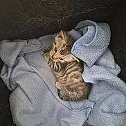 Bonty a rejoint le concours — aidez-le/la à gagner de superbes lots ! kitten, tabby, cat, feline, baby_animal, pet, fur, striped, blue_blanket, soft_texture, cozy, nest, indoor, cute, small, curious, animal, sleeping_area, resting, domestic_animal