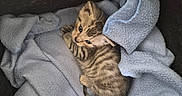 Bonty a rejoint le concours — aidez-le/la à gagner de superbes lots ! animal, baby_animal, blue_blanket, cat, cozy, curious, cute, domestic_animal, feline, fur, indoor, kitten, nest, pet, resting, sleeping_area, small, soft_texture, striped, tabby