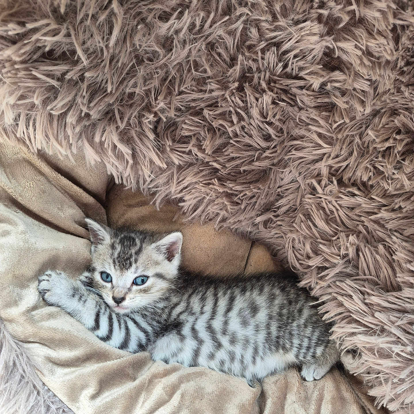 Bonty a rejoint le concours — aidez-le/la à gagner de superbes lots ! kitten, cat, blue_eyes, striped, fur, pet, animal, cozy, blanket, soft, texture, resting, cute, small, indoor, sleepy, feline, young, comfort, relaxed