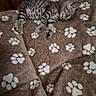 Bonty a rejoint le concours — aidez-le/la à gagner de superbes lots ! animal, blanket, brown, cat, comfortable, cozy, cute, feline, fur, indoor, kitten, nap, paw_prints, peaceful, pet, resting, sleeping, soft, striped, young