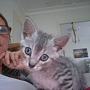 Bonty a rejoint le concours — aidez-le/la à gagner de superbes lots ! blue_eyes, cat, ceiling, chandelier, closeup, cozy, curious, face, furniture, glasses, gray_tabby, hand, home, indoor, kitten, painting, person, pet, portrait, wall