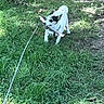 dog, grass, stick, leash, outdoor, pet, animal, nature, sunlight, shadow, playful, canine, small_dog, white_dog, black_ears, greenery, daylight, park, fun, active