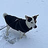 dog, snow, black_coat, leash, outdoor, winter, parked_cars, trees, field, animal, pet, cold, walking, canine, fur, ears, tail, white_snow, daytime, nature