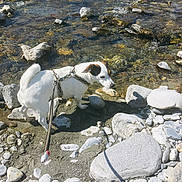 Iska a rejoint le concours — aidez-le/la à gagner de superbes lots ! dog, river, rocks, water, leash, outdoor, daylight, nature, pet, canine, riverbank, walking, harness, curious, white_dog, brown_patch, exploration, sunlight, small_dog, animal