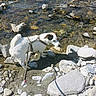 dog, river, rocks, water, leash, outdoor, daylight, nature, pet, canine, riverbank, walking, harness, curious, white_dog, brown_patch, exploration, sunlight, small_dog, animal
