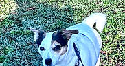 Iska participe au concours pour gagner de l'argent avec cette photo : dog, grass, outdoor, pet, leash, harness, shadow, sunlight, greenery, small_dog, nature, animal, walking, daylight, canine, fur, ears, tail, ground, park