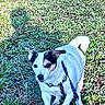 dog, grass, outdoor, pet, leash, harness, shadow, sunlight, greenery, small_dog, nature, animal, walking, daylight, canine, fur, ears, tail, ground, park