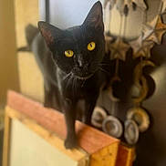 Ozzie joined the competition — help win amazing prizes! black_cat, yellow_eyes, wooden_frame, indoor, decorations, stars, circular_ornaments, pet, animal, feline, curious, balancing, close_up, domestic_cat, household, portrait, whiskers, looking_up, soft_light, blurred_background