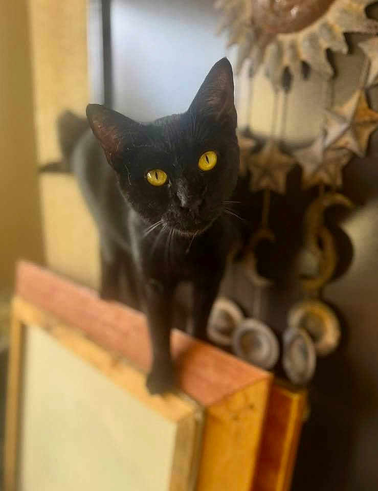 Ozzie joined the competition — help win amazing prizes! black_cat, yellow_eyes, wooden_frame, indoor, decorations, stars, circular_ornaments, pet, animal, feline, curious, balancing, close_up, domestic_cat, household, portrait, whiskers, looking_up, soft_light, blurred_background