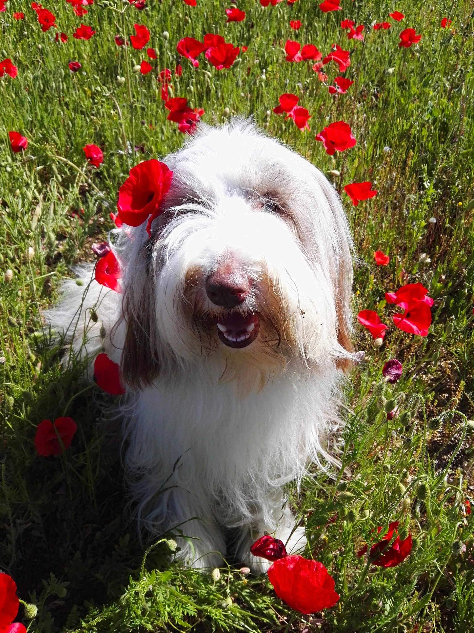 Gioia