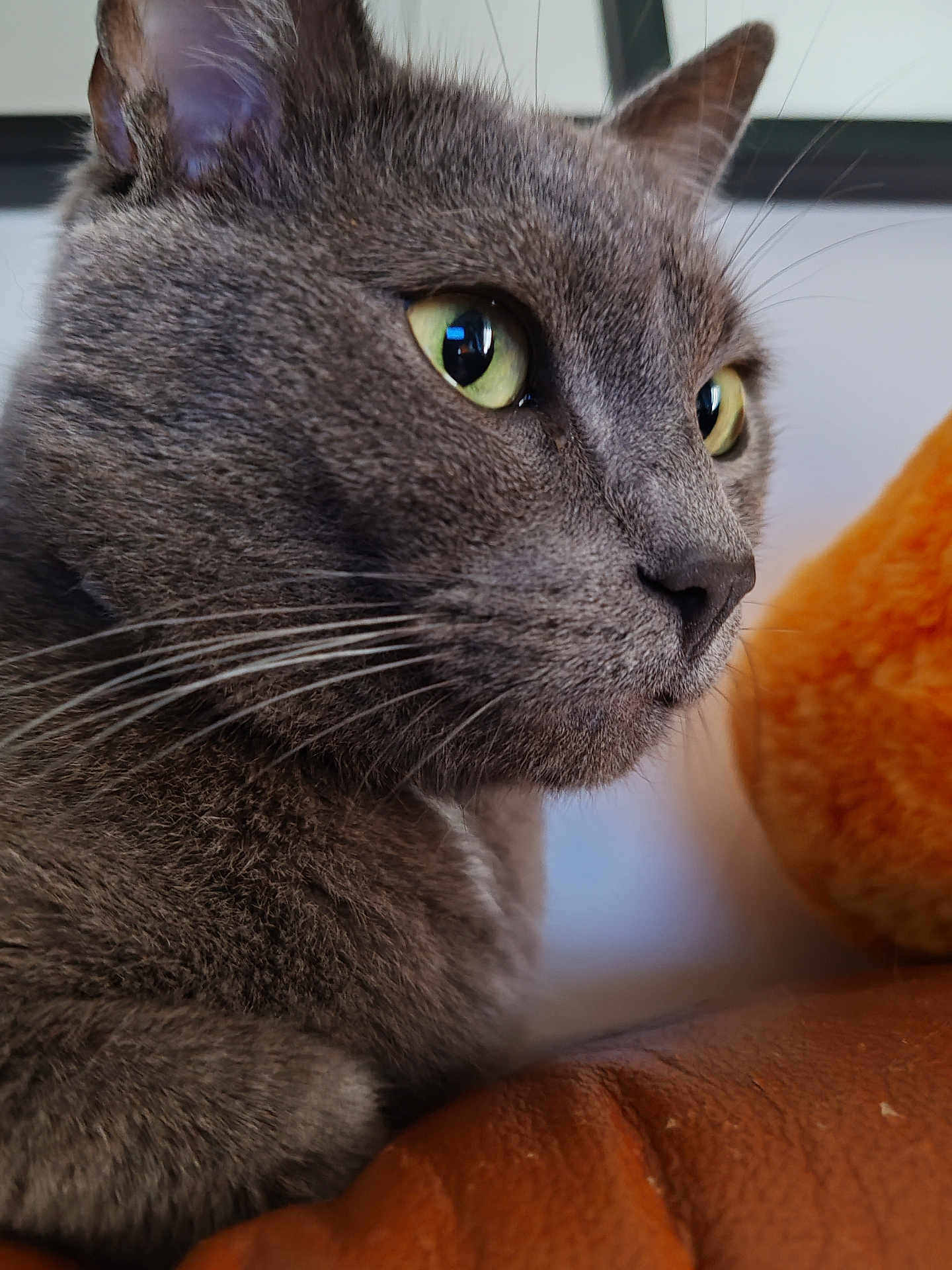 Touftouf a rejoint le concours — aidez-le/la à gagner de superbes lots ! cat, gray_cat, close_up, green_eyes, whiskers, fur, pet, animal, indoor, focused, portrait, mammal, cute, feline, sitting, looking, soft_texture, orange_object, background_blur, domestic_cat