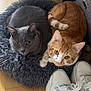 Touftouf participe au concours pour gagner de l'argent avec cette photo : cat, gray_cat, orange_cat, pet_bed, fluffy_bed, wooden_floor, white_sneakers, indoor, home, furniture_leg, cozy, curled_up, domestic, animal, pet, resting, flooring, household_item, pair, casual