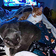 Touftouf participe au concours pour gagner de l'argent avec cette photo : cat, gray_cat, orange_tabby_cat, blanket, video_game_controller, television, indoor, cozy, sleeping, pets, furniture, relaxation, gaming, electronics, warm_lighting, close_up, domestic, resting, animal, companion