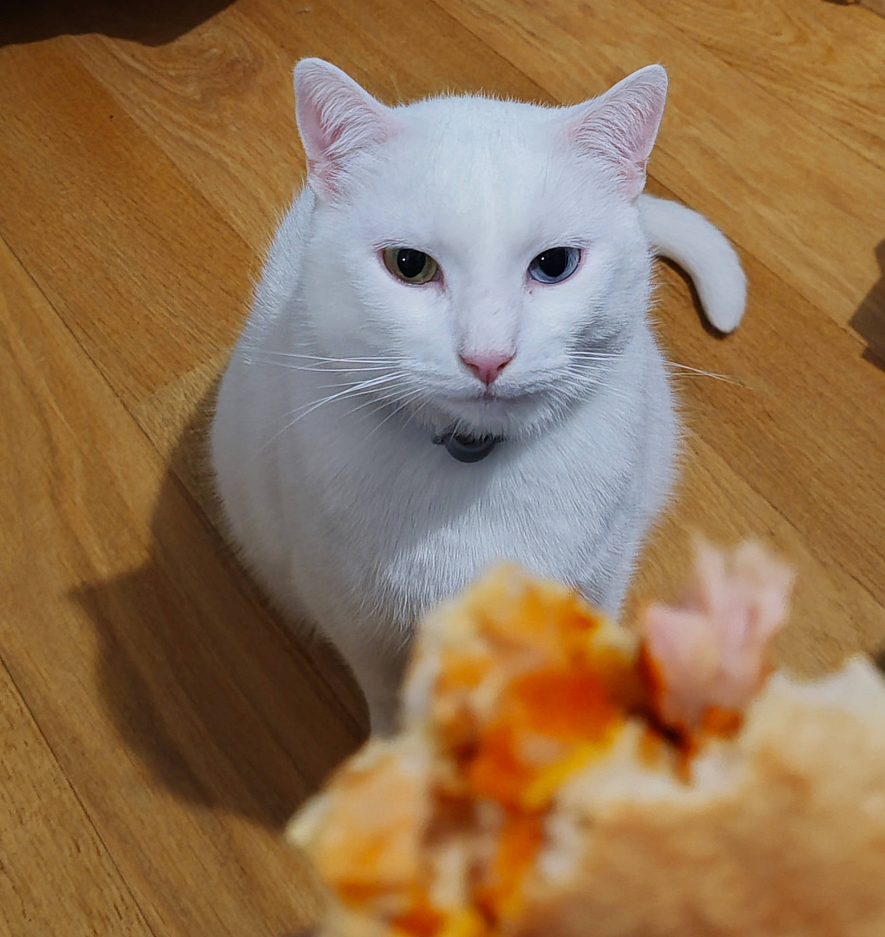 abyssinian, angora, animal, apricot, cat, citrusfruit, food, fruit, hardwood, indoors, interiordesign, kitten, manx, pet, plant, plywood, produce, siamese, stainedwood, wood