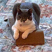 Mercy joined the competition — help win amazing prizes! animal, carpet, cat, collar, cozy, cute, domestic, ears, feline, fur, home, indoor, mammal, patterned, paws, pet, relaxed, resting, scratching_pad, whiskers