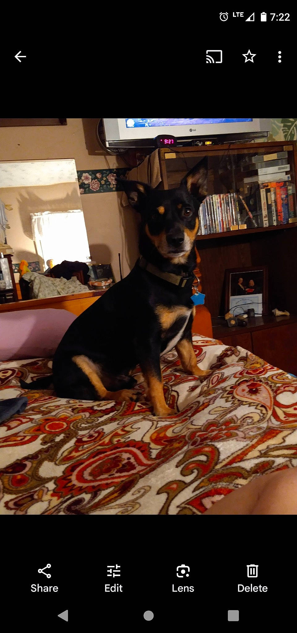 Duke is registered to the contest to win money with this photo: bookcase, canidae, carnivore, comfort, companion_dog, dog, dog_breed, dog_supply, fawn, flooring, fur, guard_dog, picture_frame, publication, shelf, shelving, snout, sporting_group, toy_dog, working_animal