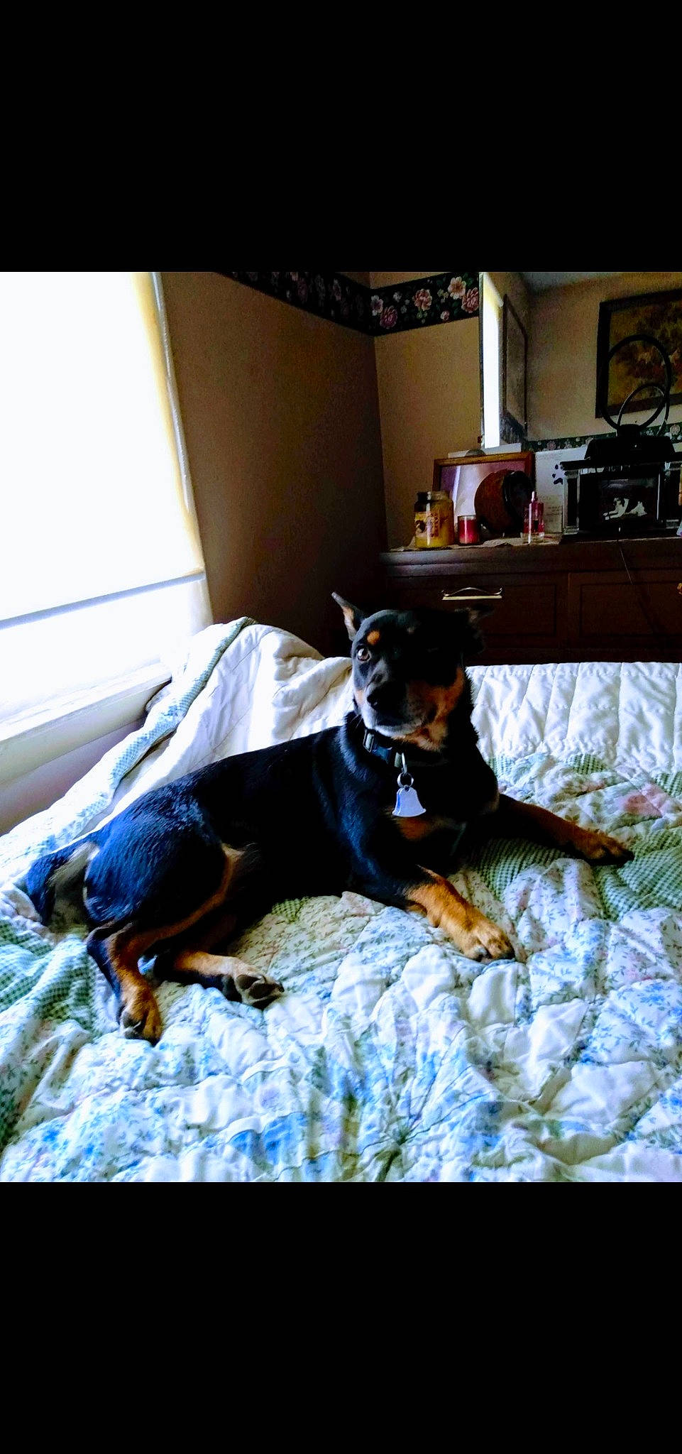 Duke joined the competition — help win amazing prizes! bed, canidae, carnivore, comfort, companion_dog, couch, dog, dog_breed, floor, flooring, fur, guard_dog, house, linens, living_room, room, sporting_group, window, working_animal, working_dog