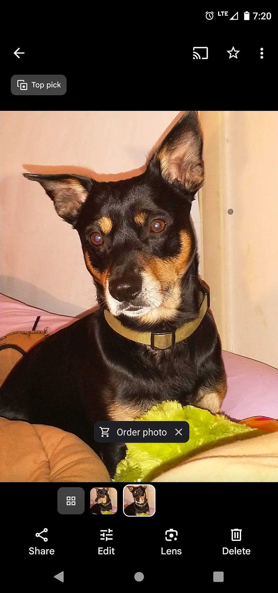 Duke is registered to the contest to win money with this photo: canidae, carnivore, collar, companion_dog, dog, dog_breed, dog_supply, font, toy_dog, whiskers, working_animal, working_dog