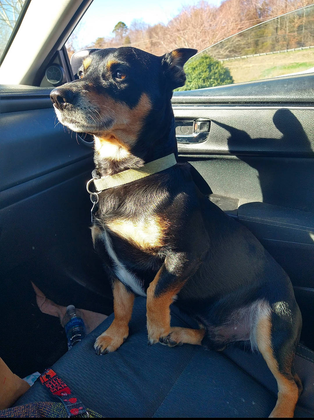 Duke is registered to the contest to win money with this photo: automotive_exterior, automotive_mirror, bumper, car, carnivore, collar, companion_dog, dog, dog_breed, dog_collar, fawn, hood, motor_vehicle, pet_supply, sky, snout, vehicle, vehicle_door, window, working_animal