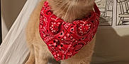 Tigrou participe au concours pour gagner de l'argent avec cette photo : cat, orange_cat, bandana, red_bandana, pet, feline, curious, indoor, white_sheet, pillow, comic_strip, close_up, cute, whiskers, ears, eyes, animal, domestic_animal, sitting, fur