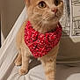 cat, orange_cat, bandana, red_bandana, pet, feline, curious, indoor, white_sheet, pillow, comic_strip, close_up, cute, whiskers, ears, eyes, animal, domestic_animal, sitting, fur