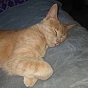 Tigrou a rejoint le concours — aidez-le/la à gagner de superbes lots ! cat, ginger_cat, sleeping, pet, animal, feline, fur, whiskers, paw, blanket, cozy, resting, cute, domestic_cat, indoor, relaxed, soft_texture, close_up, peaceful, nap