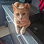 Tigrou a rejoint le concours — aidez-le/la à gagner de superbes lots ! cat, ginger_cat, kitchen, counter, sink, whiskers, collar, bell, domestic, pet, curious, feline, animal, floor_mat, oven_mitts, cabinet, indoor, portrait, close_up, eyes
