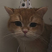 Simba joined the competition — help win amazing prizes! big_eyes, birthday, cat, celebration, chin, close_up, cute, ears, fur, ginger_cat, indoor, nose, party_hat, pet, pink_nose, portrait, sticker_emoji, vertical_photo, wall, whiskers