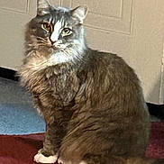 Nico is registered to the contest to win money with this photo: animal, calm, carpet, cat, cute, domestic, door, feline, fluffy, fur, gray, house, indoor, mammal, pet, portrait, quiet, sitting, whiskers, white