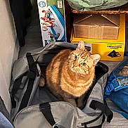 Guppie joined the competition — help win amazing prizes! cat, orange_tabby, duffel_bag, indoor, curious, pet, feline, cozy, bag, box, storage, floor, looking_up, striped, whiskers, ears, domestic_animal, home, curiosity, sitting