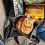 cat, orange_tabby, duffel_bag, indoor, curious, pet, feline, cozy, bag, box, storage, floor, looking_up, striped, whiskers, ears, domestic_animal, home, curiosity, sitting