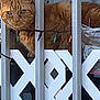 Guppie is registered to the contest to win money with this photo: cat, orange_tabby, lattice_fence, string_lights, outdoor, pet, animal, fur, ears, whiskers, face, eyes, porch, wood, metal_bars, daylight, curtain, background, domestic_cat, closeup