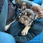 Barbie is registered to the contest to win money with this photo: dog, puppy, french_bulldog, tattoo, person, car_interior, seatbelt, smartphone, navigation, lap, hand, jeans, black_clothing, blue_seat, resting, pet, closeup, cute, indoor, travel