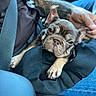 dog, puppy, french_bulldog, tattoo, person, car_interior, seatbelt, smartphone, navigation, lap, hand, jeans, black_clothing, blue_seat, resting, pet, closeup, cute, indoor, travel