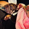 Barbie is registered to the contest to win money with this photo: dog, sleeping, close_up, tattoo, blanket, pink, brown, wrinkles, paw, collar, human, resting, cozy, comfort, indoor, relaxation, snuggle, fur, ear, nap
