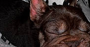 Barbie joined the competition — help win amazing prizes! adorable, animal, blanket, brown, close_up, comfort, cozy, cute, dog, ears, fur, indoors, leopard_print, peaceful, pet, puppy, resting, sleeping, snout, soft_texture