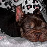 puppy, sleeping, dog, blanket, cozy, leopard_print, fur, pet, cute, resting, indoors, snout, ears, soft_texture, animal, comfort, close_up, brown, adorable, peaceful