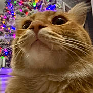 Biscuit joined the competition — help win amazing prizes! cat, orange_cat, close_up, whiskers, christmas_tree, holiday_lights, indoor, pet, fur, animal, curious, decorations, festive, home, floor, background, colorful_lights, soft_focus, mammal, domestic_cat