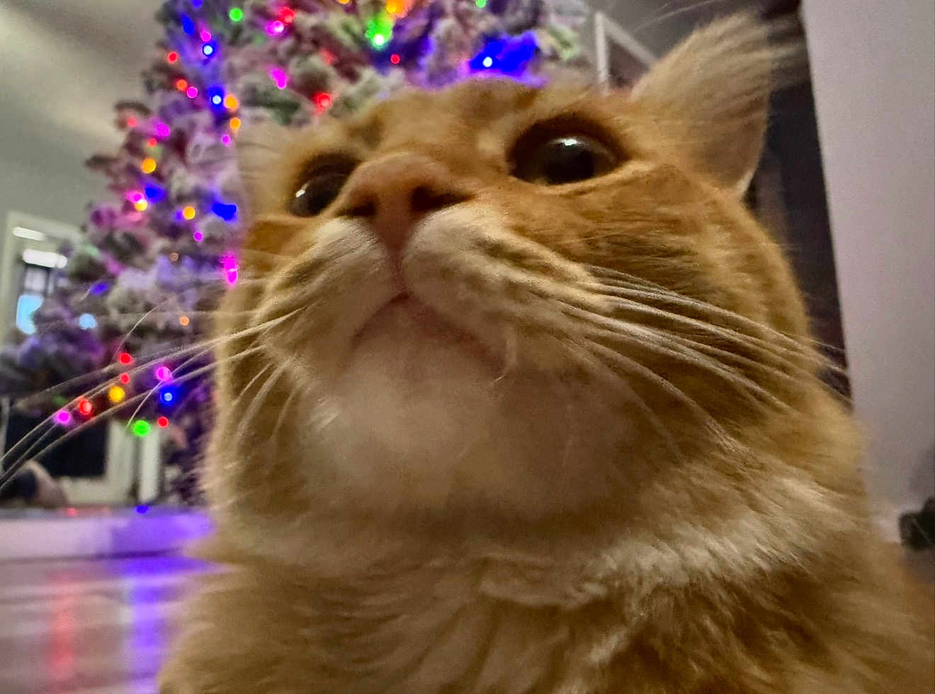 Biscuit joined the competition — help win amazing prizes! cat, orange_cat, close_up, whiskers, christmas_tree, holiday_lights, indoor, pet, fur, animal, curious, decorations, festive, home, floor, background, colorful_lights, soft_focus, mammal, domestic_cat