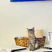 Summer Chambers joined the competition — help win amazing prizes! cat, tabby_cat, basket, book, cabinet, mug, indoor, pet, feline, curious, household_items, tabletop, domestic, home_decor, sitting, striped, relaxed, furniture, white_wall, television
