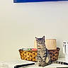 cat, tabby_cat, basket, book, cabinet, mug, indoor, pet, feline, curious, household_items, tabletop, domestic, home_decor, sitting, striped, relaxed, furniture, white_wall, television