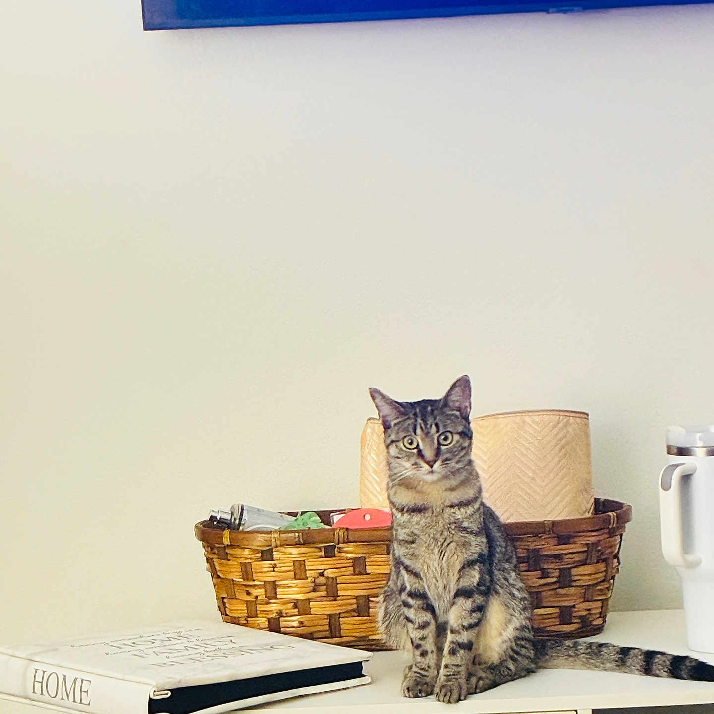 Summer Chambers joined the competition — help win amazing prizes! cat, tabby_cat, basket, book, cabinet, mug, indoor, pet, feline, curious, household_items, tabletop, domestic, home_decor, sitting, striped, relaxed, furniture, white_wall, television