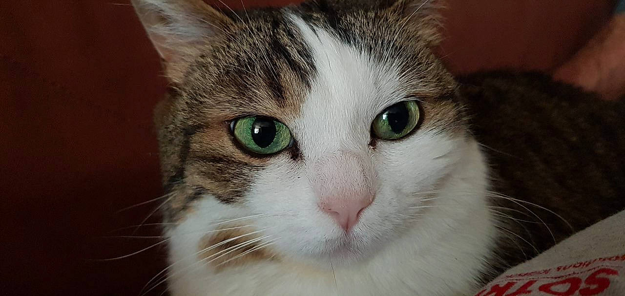 Gaby participe au concours pour gagner de l'argent avec cette photo : carnivore, cat, close_up, collar, curious, domestic_short_haired_cat, eye, felidae, fur, pet_supply, small_to_medium_sized_cats, snout, whiskers, window