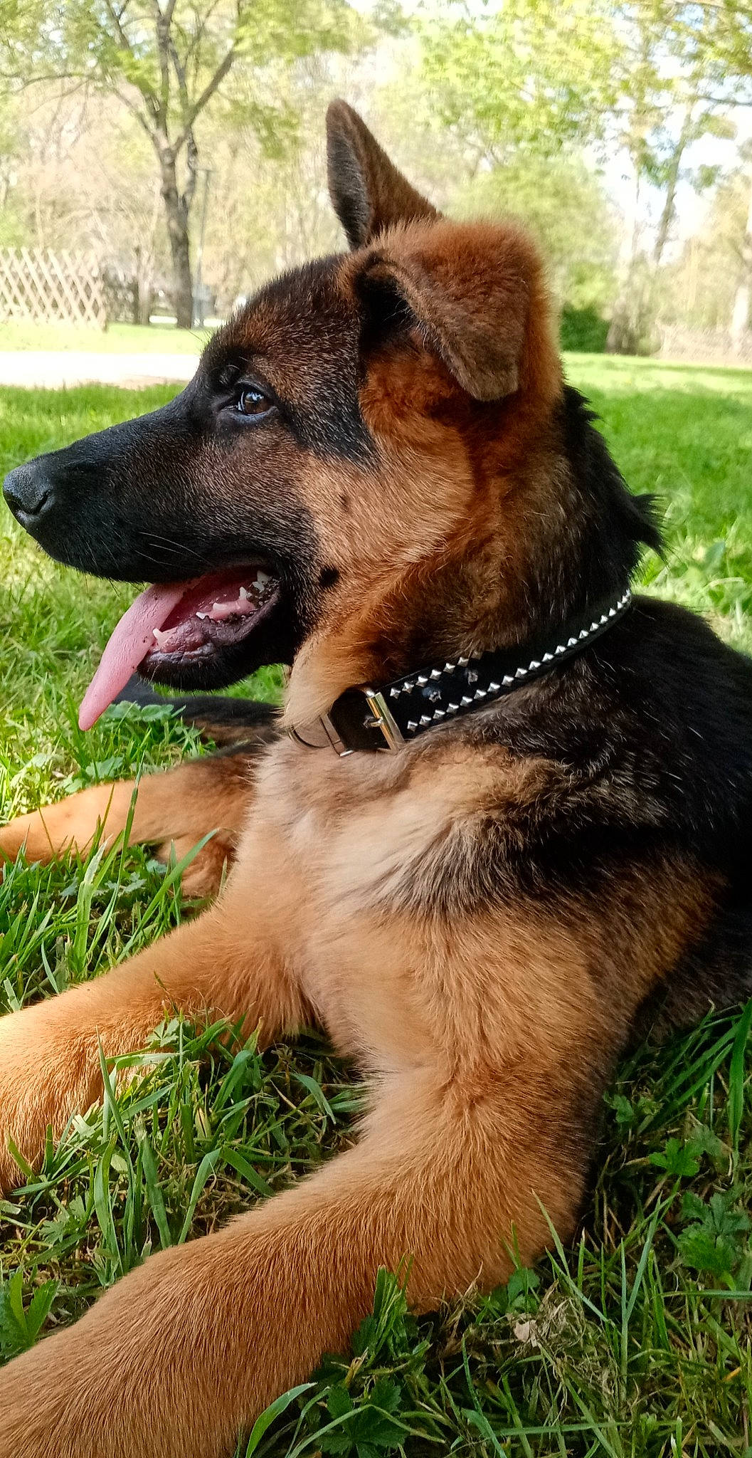 Ralf a rejoint le concours — aidez-le/la à gagner de superbes lots ! biting, canidae, carnivore, collar, companion_dog, dog, dog_breed, dog_collar, fawn, german_shepherd_dog, grass, herding_dog, old_german_shepherd_dog, pet_supply, plant, snout, sporting_group, tree, working_animal, working_dog