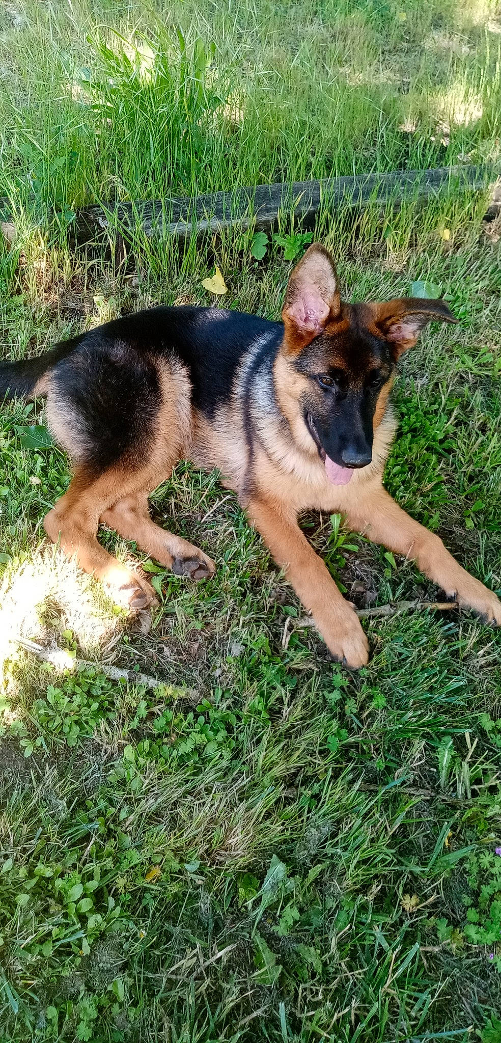 Ralf a rejoint le concours — aidez-le/la à gagner de superbes lots ! canidae, carnivore, companion_dog, dog, dog_breed, fawn, foot, german_shepherd_dog, grass, herbaceous_plant, herding_dog, old_german_shepherd_dog, plant, snout, sporting_group, terrestrial_animal, working_animal, working_dog