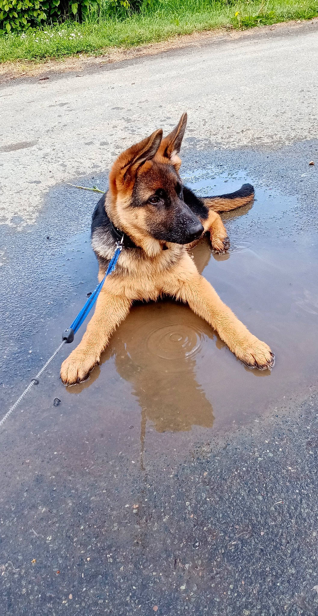 Ralf participe au concours pour gagner de l'argent avec cette photo : asphalt, canidae, canis, carnivore, companion_dog, dog, dog_breed, fawn, fur, german_shepherd_dog, herding_dog, king_shepherd, old_german_shepherd_dog, road_surface, snout, sporting_group, tail, water, wood, working_animal