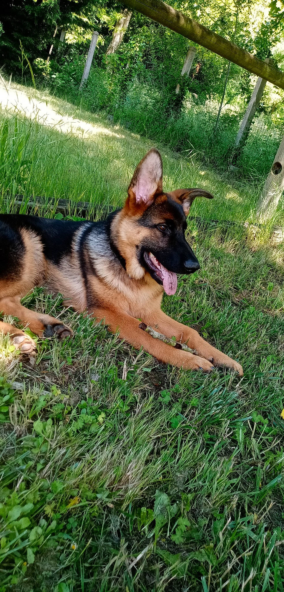 Ralf participe au concours pour gagner de l'argent avec cette photo : canidae, carnivore, companion_dog, dog, dog_breed, grass, groundcover, herding_dog, plant, sporting_group, terrestrial_animal, working_dog