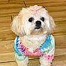 dog, small_dog, tie_dye_shirt, bow, pet, fluffy, indoor, floor, tile_floor, curious, standing, looking_up, cute, animal, companion, domestic_animal, fur, adorable, household, chair